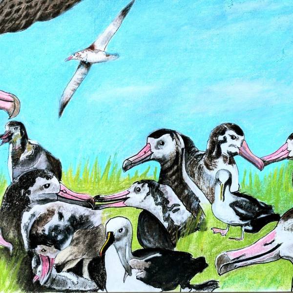 ACAP’s latest collaboration with Artists & Biologists Unite for Nature results in 35 artworks in support of World Albatross Day 2025