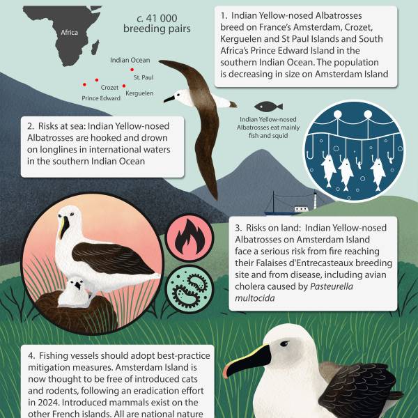 'WADWEEK' No. 2.  ACAP releases a Species Infographic for the Indian Yellow-nosed Albatross to mark World Albatross Day on 19 June