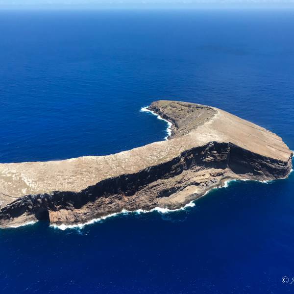 Reviewing seabird restoration priorities for the U.S. Pacific Islands – the Black-footed Albatross is most in need