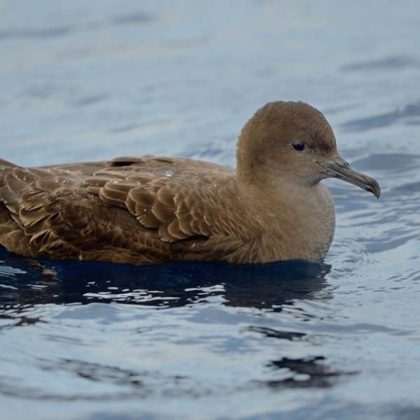 Detecting arrival of Short-tailed Shearwaters at breeding sites by acoustics