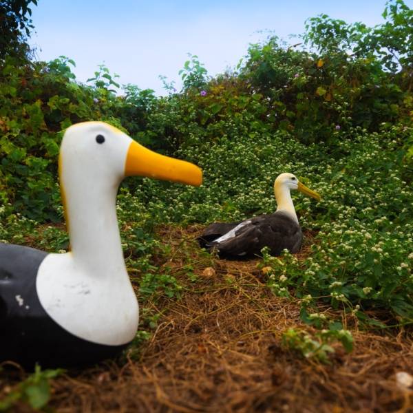 An update on the Social Attraction Project for the Waved Albatross on Ecuador’s La Plata Island