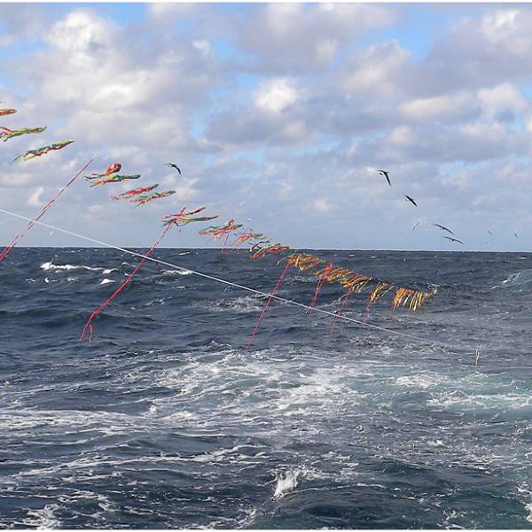 Global Marine Bycatch Solutions: a funding opportunity is announced