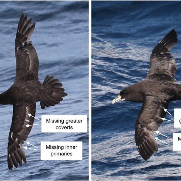 Variation in wing and tail moult intensity in White-chinned Petrels killed by fisheries off South Africa