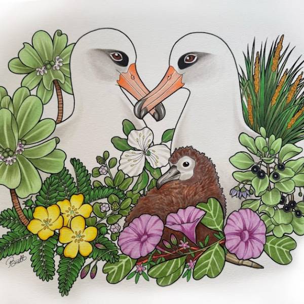 The Friends of Midway Atoll National Wildlife Refuge holds its first art contest
