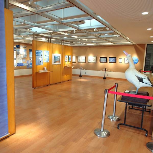 Japan marked World Albatross Day this year with a three-week exhibition