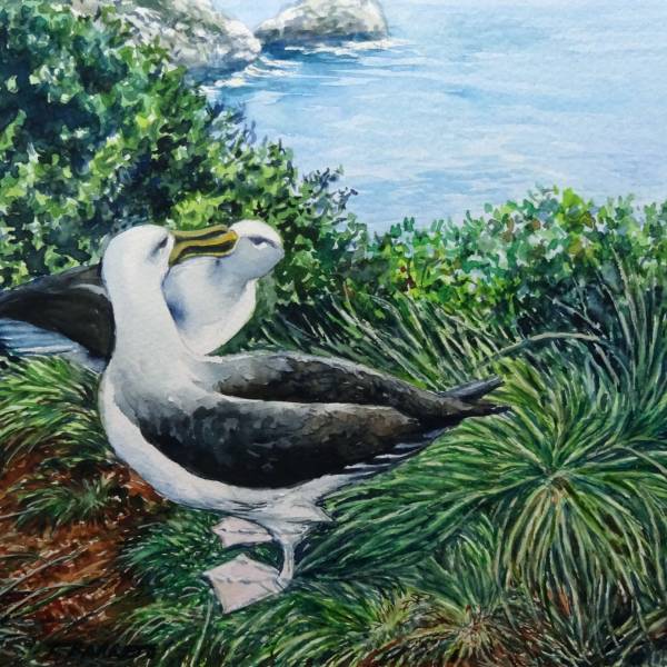Southern Buller’s Albatrosses get studied on The Snares Islands in summer 2024/25
