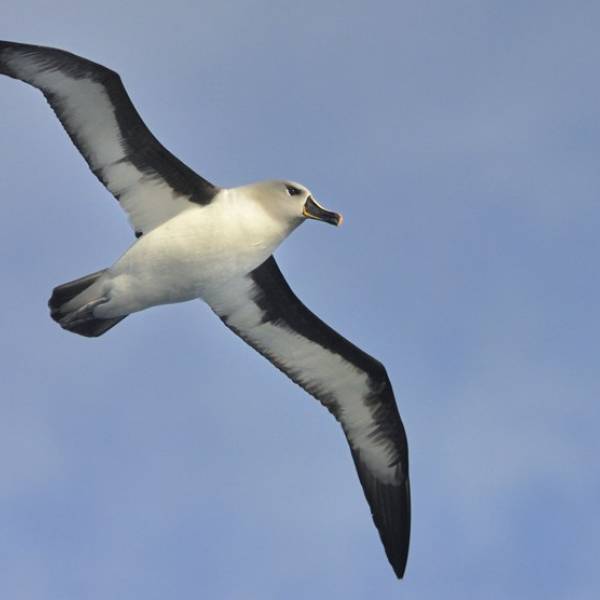 The Subtropical Convergence separates Black-browed from Grey-headed Albatrosses in the southern Indian Ocean