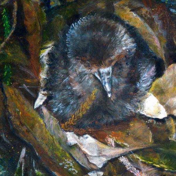 Latest report on a long-term study: the Black Petrels of Great Barrier Island