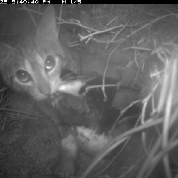    THE ACAP MONTHLY MISSIVE.  Two different animals: pet cats at home, feral cats on islands
