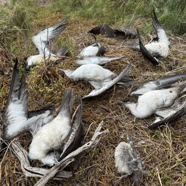 It’s not just cats.  Nine Wedge-tailed shearwaters killed by dogs on Kauai
