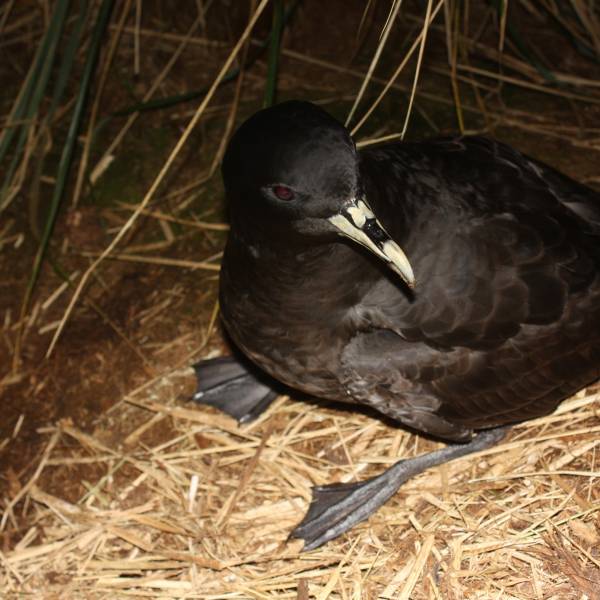 The New Island Restoration Programme gets new funding from Darwin Plus
