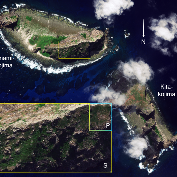 Opportunities and challenges for new technologies in seabird population monitoring