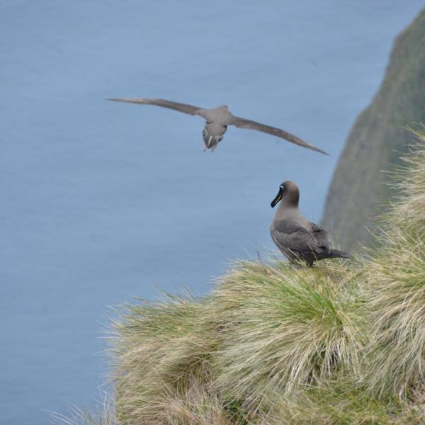    Living on the edge.  Phoebetria albatrosses are more affected by oceanographic conditions away from their core ranges