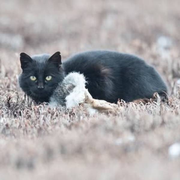    Control of feral cats on France’s Kerguelen Island continues with new funding