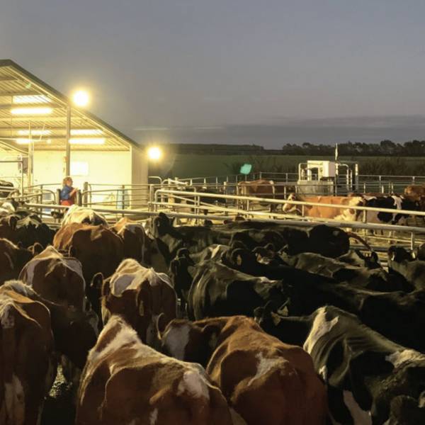 Hutton’s Shearwaters and light pollution from dairy farms - a newly reported threat