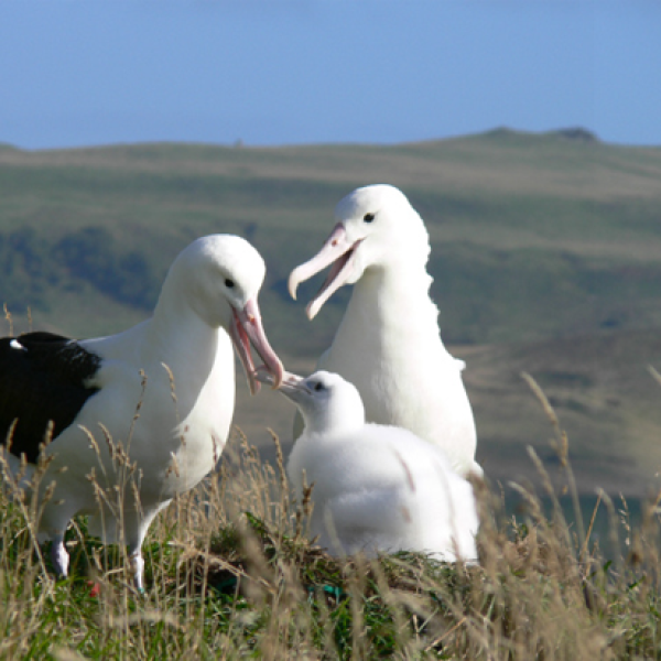    The Northern Royal Albatrosses of Pukekura/Taiaroa Head have had a record breeding season