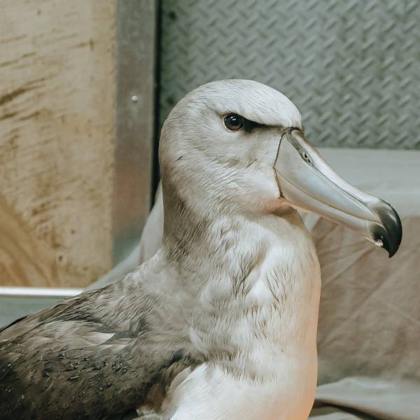 A young Salvin’s Albatross gets a second chance
