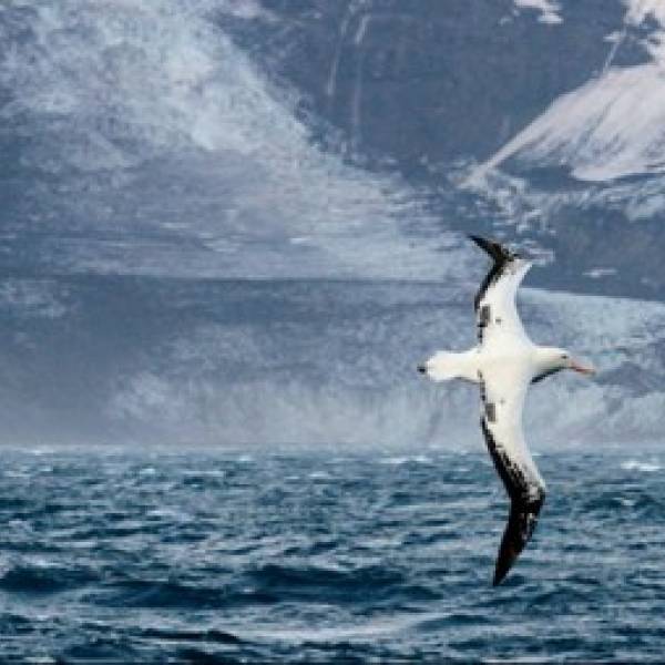 Avian Influenza suspected of reaching Australia’s sub-Antarctic Heard Island