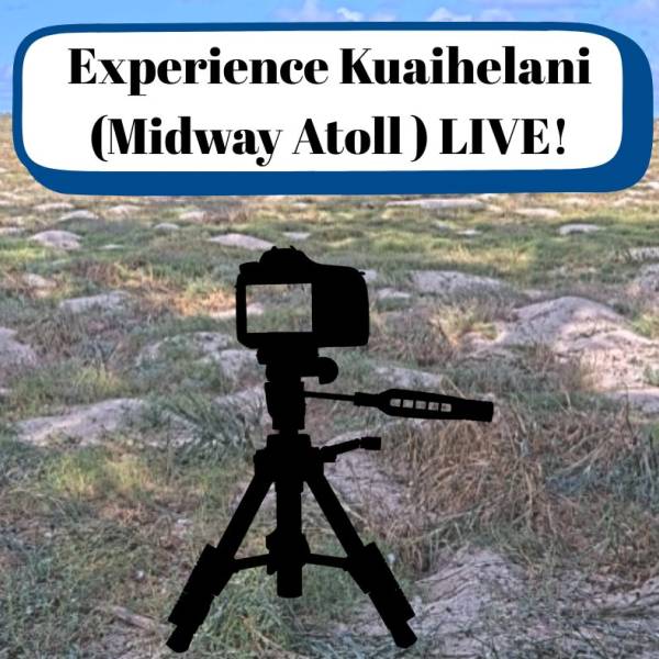 Watch – and listen to - Laysan Albatrosses breeding on Midway Atoll via a live-streaming camera