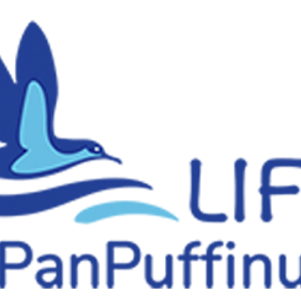  Helping conserve Balearic and Yelkouan Shearwaters via the LIFE PanPuffinus! project