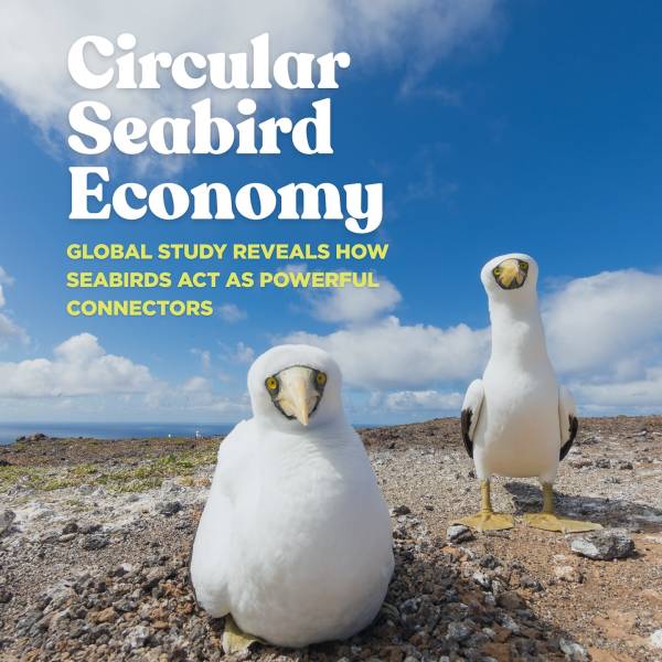 The “Circular Seabird Economy” gets a review