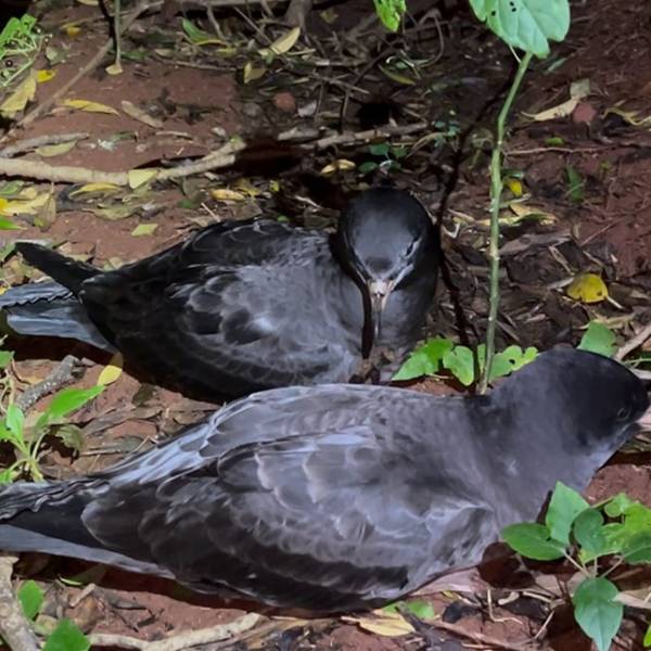    Flesh-footed Shearwaters found breeding at a new locality on Phillip Island
