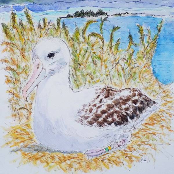    The Royal Cam gets a new Northern Royal Albatross pair to follow