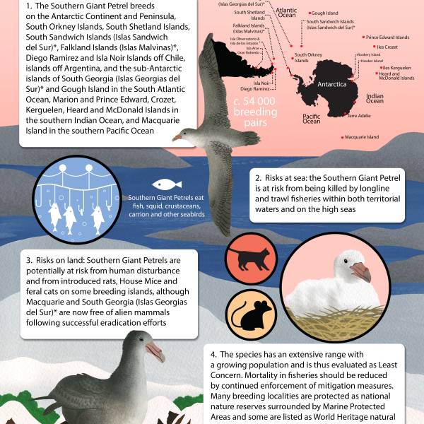 ACAP releases a Species Infographic for the Southern Giant Petrel, the 21st and latest in the 31-species series