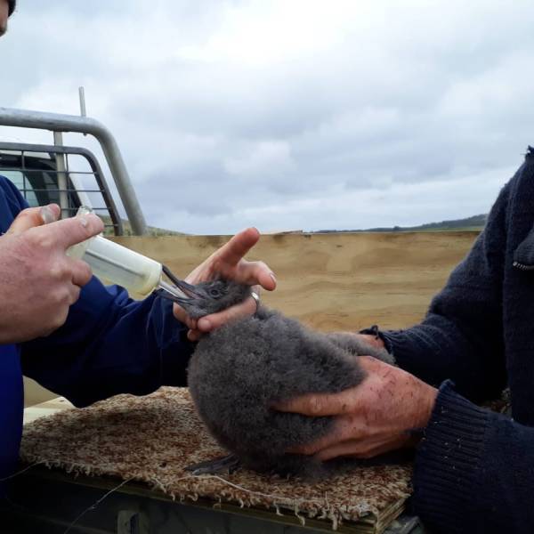 A translocated Sooty Shearwater travels near 1300 km south to breed