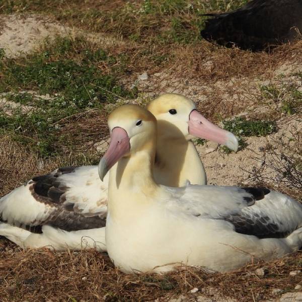 Midway Atoll’s Short-tailed Albatross pair, George and Geraldine, return for a new breeding season