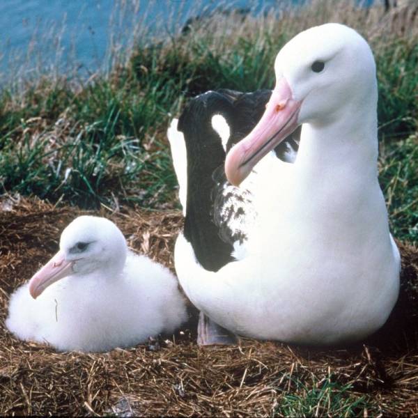 Highlights from the Royal Cam at Taiaroa Head/Pukekura’s Northern Royal Albatross for the 2024/25 breeding season