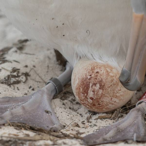 N333: the next generation.  The 2011 chick of Wisdom, the oldest known Laysan Albatross, is back on Midway incubating
