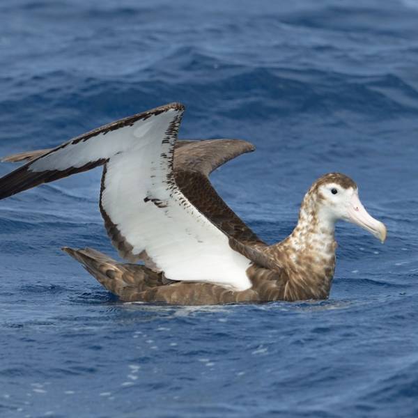 Female and juvenile Antipodean Albatross interactions with fisheries suggest best-practice bycatch mitigation measures should extend to between 25 and 30°S