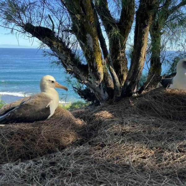 Laysan Albatrosses on Kauai are set for a record breeding season