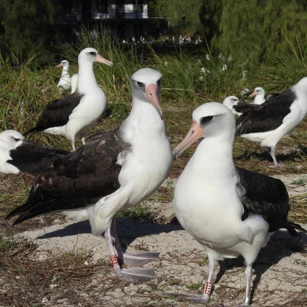 Wisdom, the septuagenarian Laysan Albatross, is not breeding this season