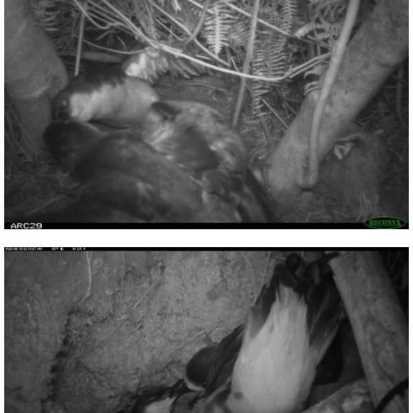 Shearwaters and petrels fight it out for nest space on a Hawaiian island