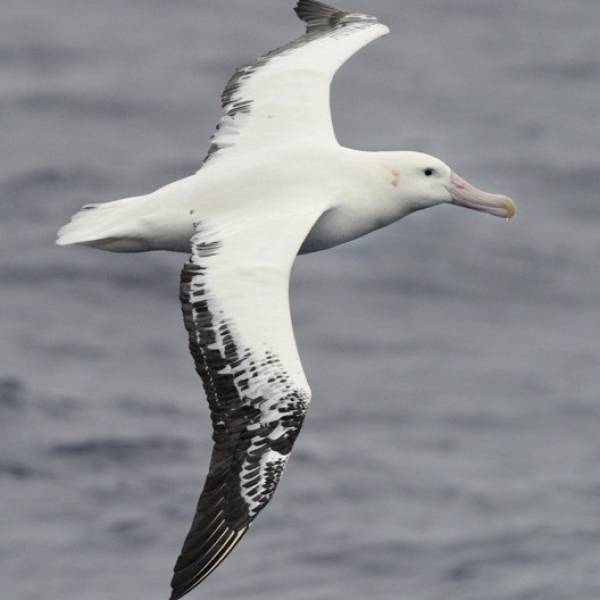 Albatrosses in flight use wind and waves differently in two hemispheres