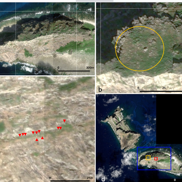 Counting Short-tailed Albatrosses on a disputed island with satellite images