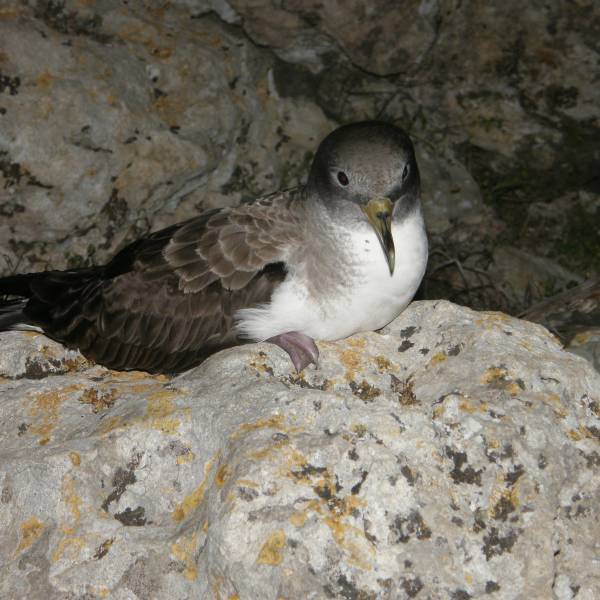Biomarkers in Scopoli's Shearwaters from the Eastern Mediterranean