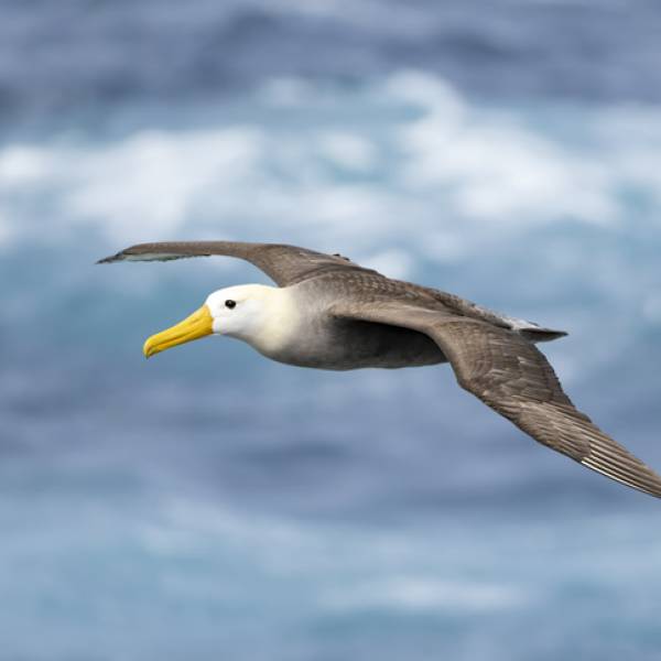 Same bird?  A Waved Albatross has been seen in Californian waters on two occasions