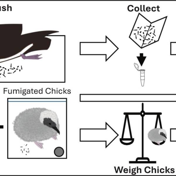 Feeling lousy.  ectoparasite loads in Hawaiian Wedge-tailed Shearwaters
