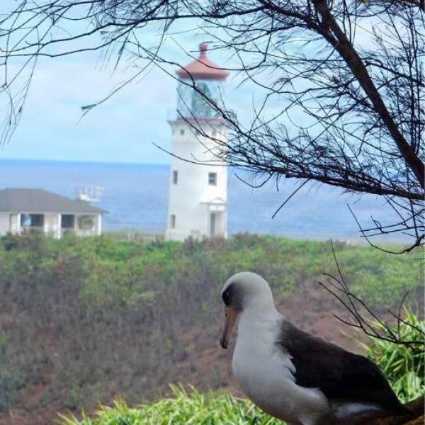Funding to improve the conservation of Laysan Albatrosses on Kauai fits this year’s theme for World Albatross Day