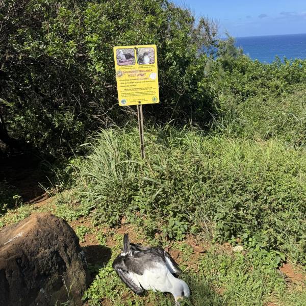 Dog attack?  A seven-year-old Laysan Albatross is found dead on Kauai