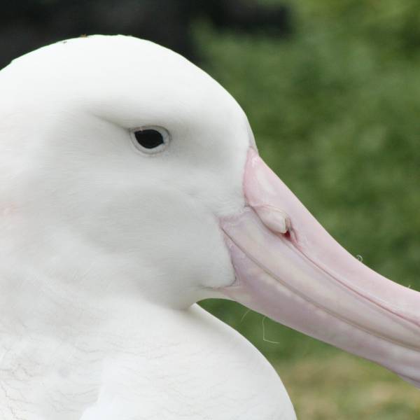 The Mouse-Free Marion Project secures a US$10 million pledge from a Swiss foundation