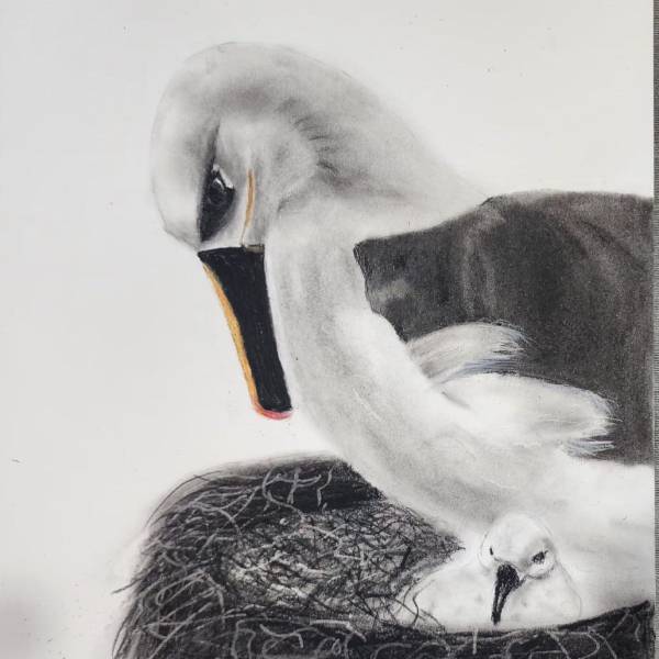 ACAP’s seventh collaboration with ABUN is underway, with the first artworks produced for the Atlantic Yellow-nosed and Chatham Albatrosses
