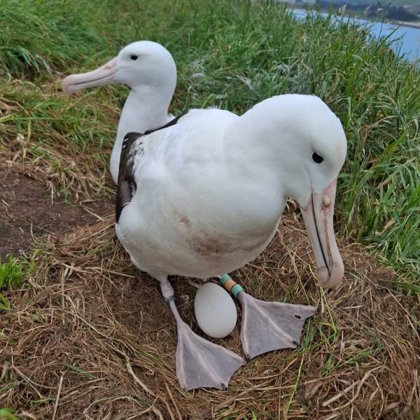 The Northern Royal Albatrosses at Taiaroa Head/Pukekura are having a record breeding season