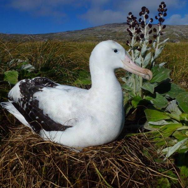 The Convention on Migratory Species reviews implementation of Concerted Action for the Antipodean Albatross at its Fifteenth Conference of Parties.