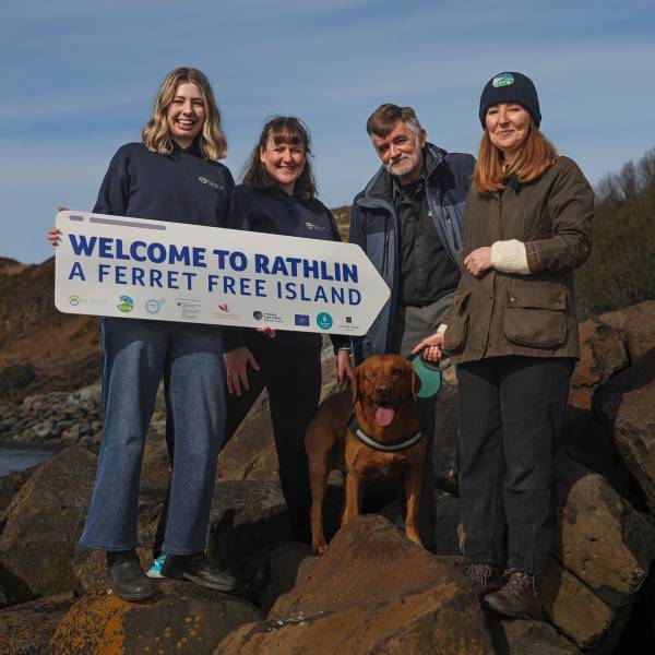 Ferreted out.  Rathlin Island’s Manx Shearwaters come back to breed