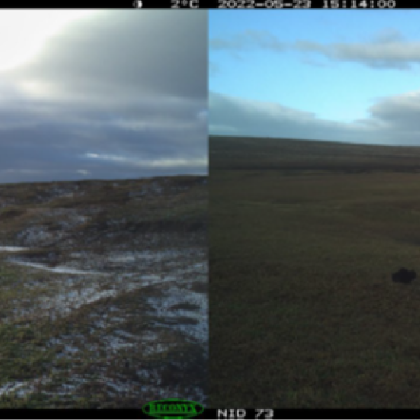 Wandering Albatross chicks seem not to be scared by feral cats