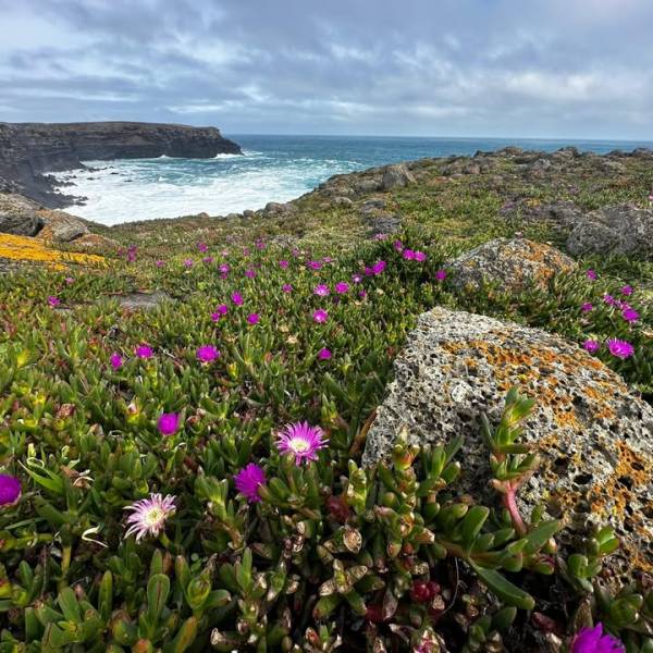 Short-tailed Shearwaters are reclaiming Australia’s Deen Maar Island after removal of European Rabbits